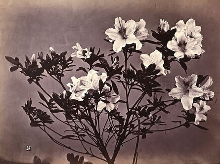 Charles Aubry, ‘Flowering Branches’, 1864c/1864c