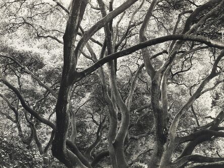 Dorothea Lange, ‘Under the Oaks, 1163 Euclid Avenue, Berkeley, California’, 1952–1954