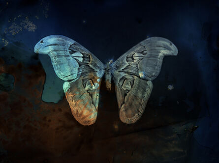 Keith Carter, ‘Blue Atlas Moth’, 2012