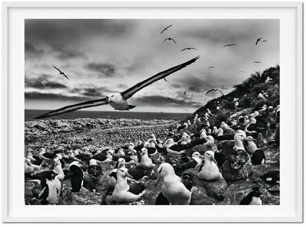 Sebastião Salgado, ‘GENESIS, ‘Black-Browed Albatrosses, Falkland Islands’’, 2009