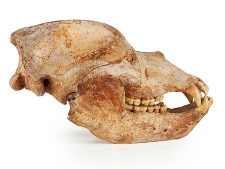 ‘Cave Bear Skull’