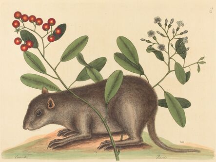 Mark Catesby, ‘The Bahama Coney (Mus Monax)’, published 1754