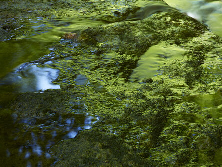 Meiki Lin, ‘Reflection of Green Beech Woods’, 2011