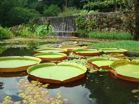 Roberto Burle Marx, ‘Victoria Amazonica Water Lilies, Garden of the Fazenda Vargem Grande, Clemente Gomes residence, Areias’, 1979