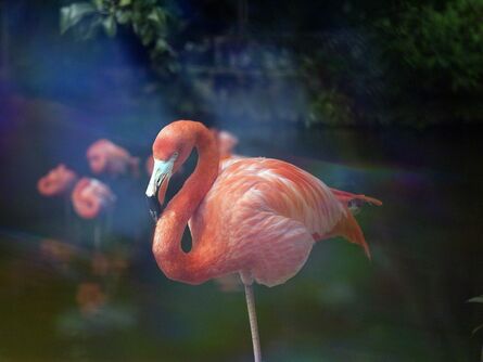 Darren Sylvester, ‘Flamingo’, 2014