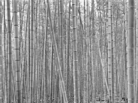 DaeSoo Kim, ‘listening to the bamboo’, 2008