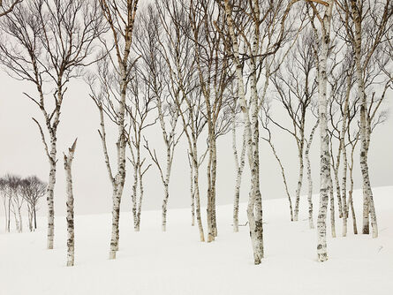 Josef Hoflehner, ‘Field Birches, Japan’, 2012