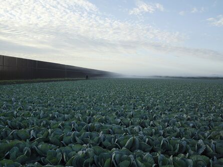 Richard Misrach, ‘Cabbage Crop Near Brownsville, Texas, 2015 ’, 2015