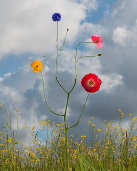 Jennifer Latour, ‘Wild Flower #12’, 2022