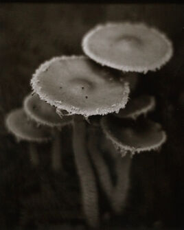 Jim Fitzgerald, ‘Mushrooms, Skunk Cabbage Trail’, 2013