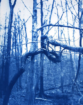 Aslı Narin, ‘Tree Studies No.2’, 2022