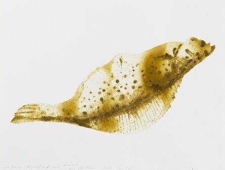Alexis Rockman, ‘Winter Flounder (Pseudopleuronectes americanus)’, 2014