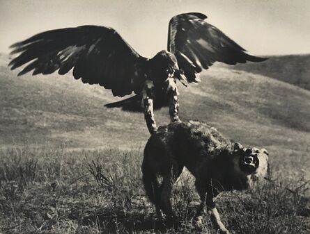 Max Alpert, ‘Hunting with Golden Eagle, Kazakhstan, 1930’s’, Printed before 1960’s
