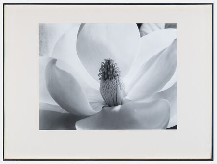 Imogen Cunningham, ‘Magnolia Blossom’, ca. 1925