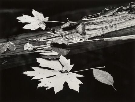Richard Garrod, ‘Leaves and Log’, 1987
