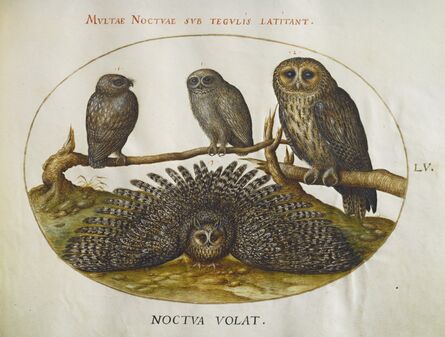 Joris Hoefnagel, ‘Animalia Volatilia et Amphibia (Aier): Plate LV’, ca. 1575/1580