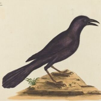Mark Catesby, ‘The Purple Jack Daw (Gracula Quiscula)’, published 1731-1743