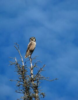 Finella Pescott, ‘Northern Hawk’