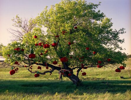 Amalie Atkins, ‘Apples on Tree’, 2009