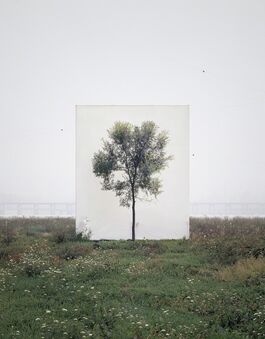 Lee Myoung Ho, ‘Tree #6’, 2008