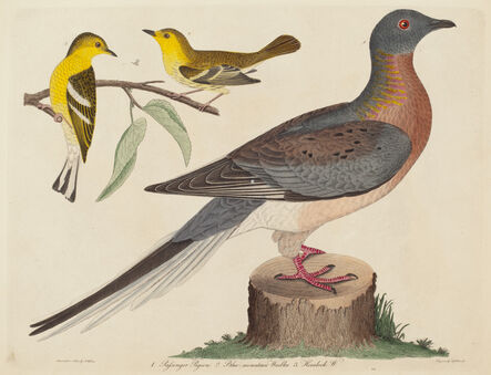 John G. Warnicke after Alexander Wilson, ‘Passenger Pigeon, Blue-mountain Warbler, and Hemlock Warbler’, published 1808-1814