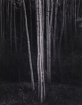 Ansel Adams, ‘Aspens, Northern New Mexico’, 1958