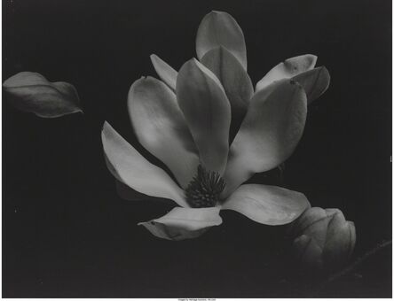 Bruce Rae, ‘Calla Lily II, Timeless Constructs, Lily X, and Magnolia I (four photographs)’, 1994
