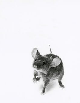 Walter Schels, ‘Mouse’, 2000