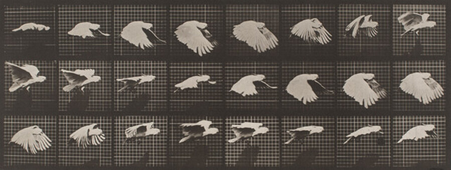 Plate 759, Animal Locomotion: Cockatoo flying