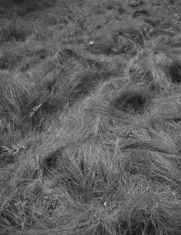 Gayatri Ganju, ‘Was here’, 2017