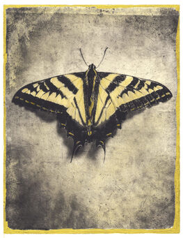 Brigitte Carnochan, ‘Western Swallowtail’, 2019