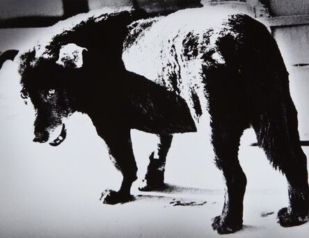 Daido Moriyama, ‘Stray Dog, Misawa, Aomori’, 1971-printed later