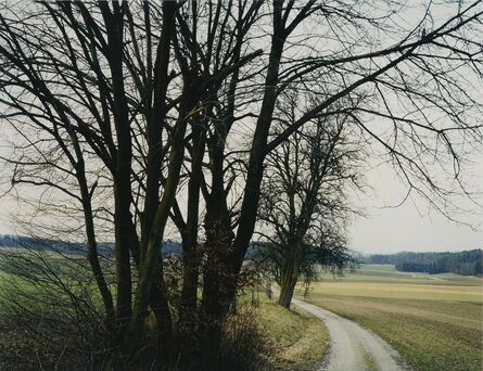 Thomas Struth, ‘Baumgruppe bei Rutschwil No. 25, Winterthur’, 1993