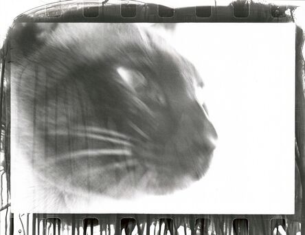 Walter Schels, ‘Cat’, 1980