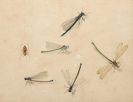 Master of the Arundel Sketchbook, ‘Dragonflies and a spider’, ca. 1640
