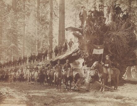 Howard Clinton Tibbitts, ‘The Fall of the Monarch with Troop F, Sixth Cavalry, United States Army, Mariposa Big Tree Grove, Southern Pacific Company’, 1899