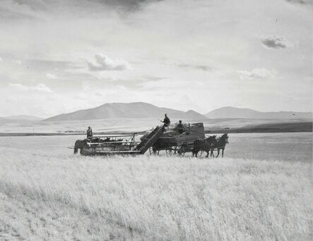Marion Post Wolcott, ‘Cutting crested wheat grass, old binder-fou horse team. Judith Basin, Montana’, 1941