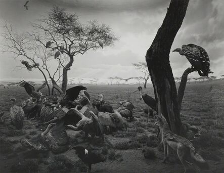 Hiroshi Sugimoto, ‘Hyena-Jackal-Vulture’, 1976