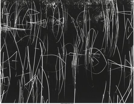 Brett Weston, ‘Reeds and Black Water’, 1975