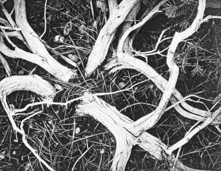 Ansel Adams, ‘Manzanita Twigs in Kings River Sierra’, 1939