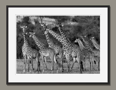 Araquém Alcântara, ‘Giraffes, Tanzania, Africa (Black and White Photography)’, 2012