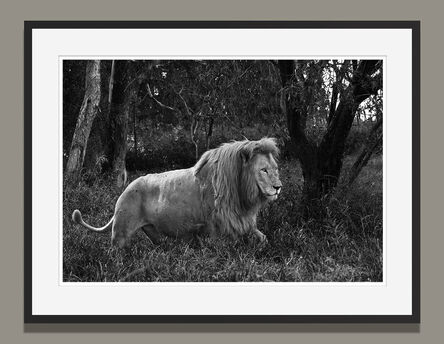 Araquém Alcântara, ‘Lion, Tanzania, Africa (Wildlife Black and White Photography)’, 2011