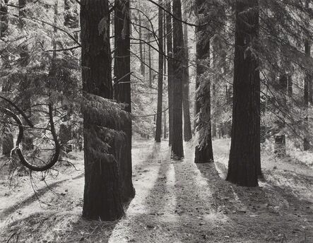 Ansel Adams, ‘Forest Floor, Yosemite Valley, California’, ca. 1950