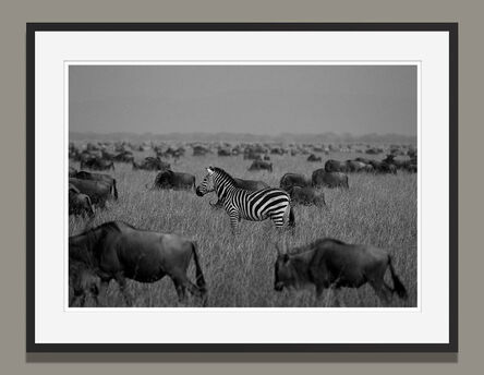 Araquém Alcântara, ‘Zebra, Tanzania, Africa (Wildlife black and white photography)’, 2012