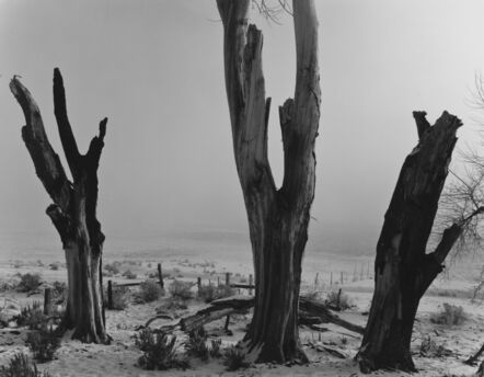 Ansel Adams, ‘Dead Trees, Winter, Near Canyon City Nevada’, ca. 1962