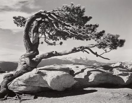 Ansel Adams, ‘JefJeffrey Pine, Sentinel Dome’, 1940