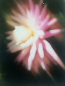 Christina Hejtmanek, ‘Autumnal Dahlia, P-town, 2014’, 2014-2016