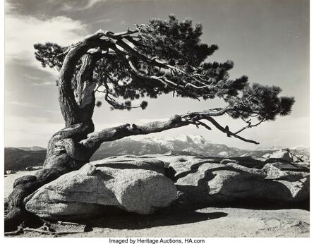 Ansel Adams, ‘Jeffrey Pine, Sentinel Dome’, 1940