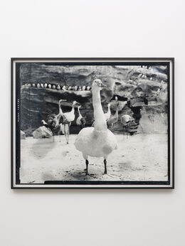 Gerard Byrne (b. 1969), ‘Whopper Swan - Fifth beast’, 2018