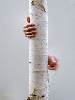 Uwe Walter, ‘Virgin Wood 12’, 2024